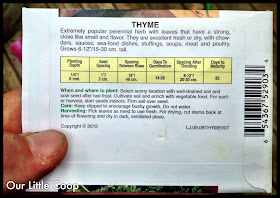 How to grow thyme from seed, seeds. Perennial plant, garden sow, evergreen, cook, non gmo