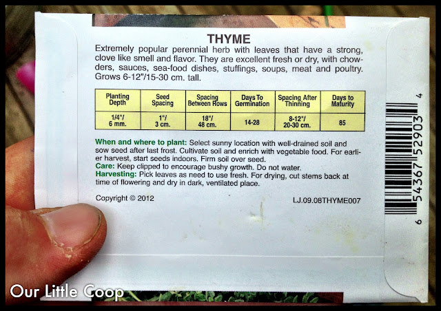 How to grow thyme from seed, seeds. Perennial plant, garden sow, evergreen, cook, non gmo