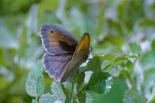 mariposa-loba-maniola-jurtina-macho-