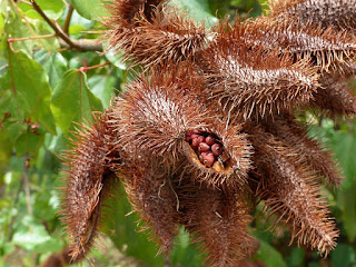 Roucou - Roucouyer - Arbre rouge à lèvres - Rocouyer - Rocou - Bixa orellana