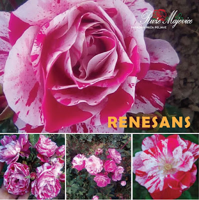 RENESANS - Renaissance Ruža dvobojna roze. Floribunda