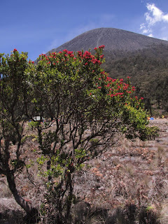 Pohon santigi gunung di alam