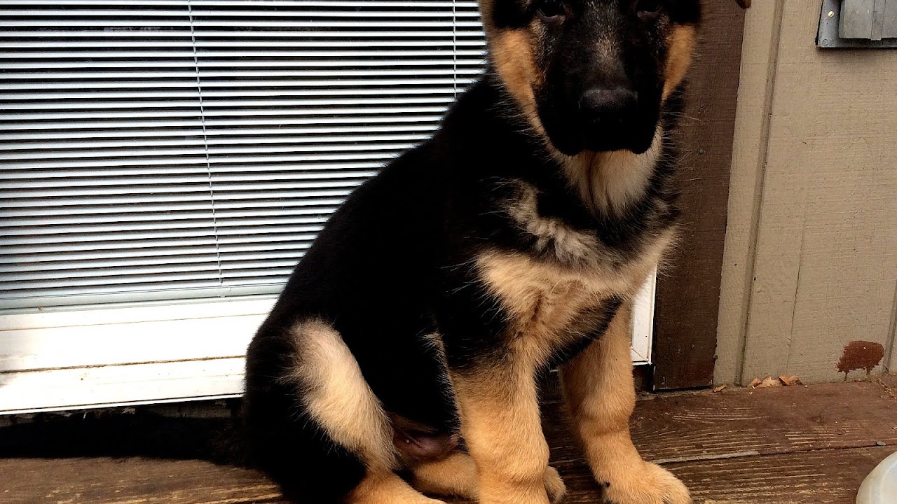 German Shepherd Puppies Maryland