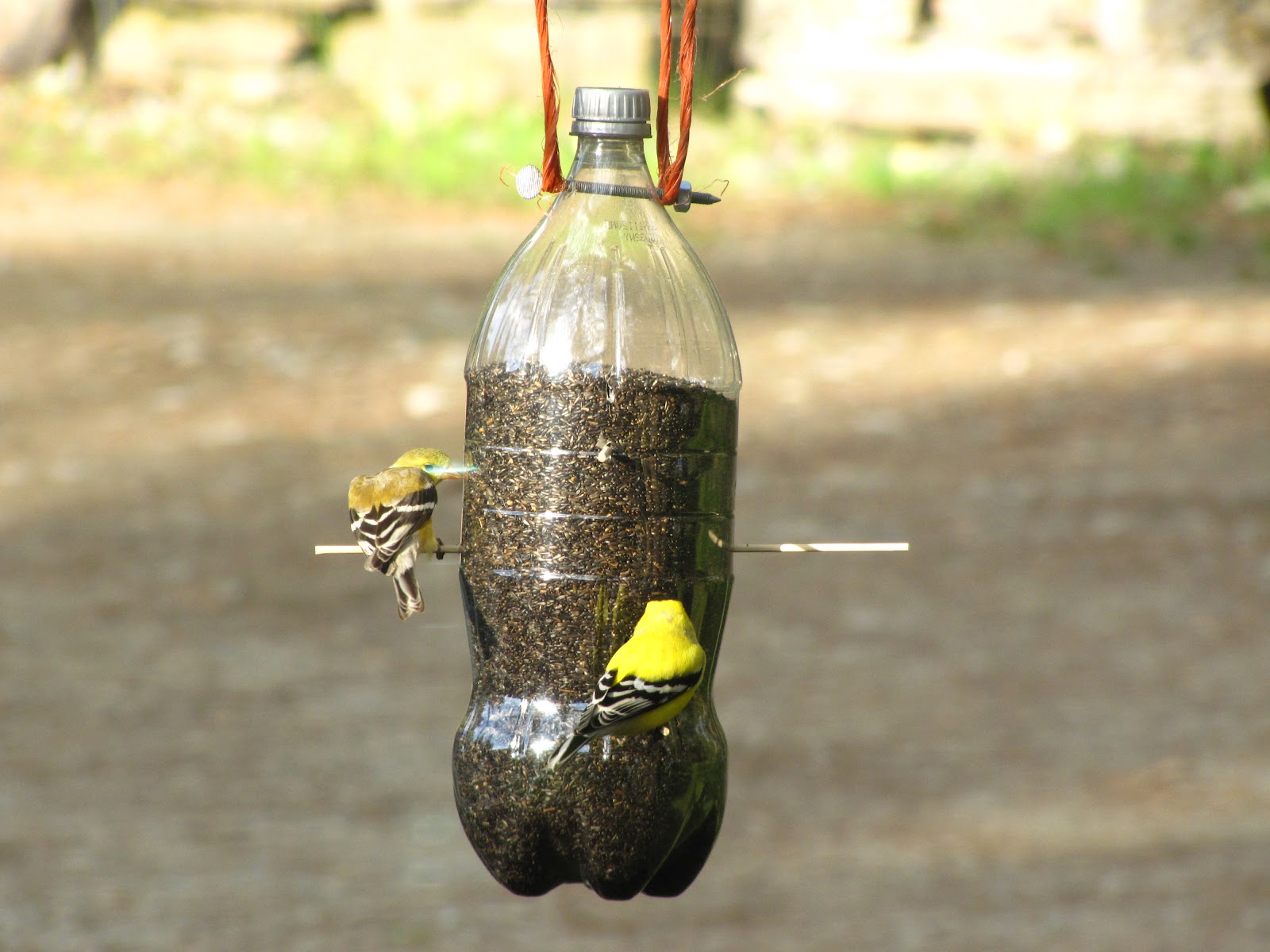  feeder today. She made it using a 2 liter soda bottle and wooden