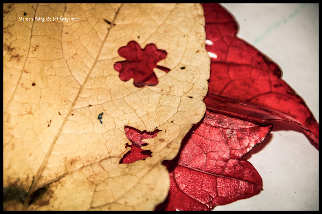 activité feuilles d'automne