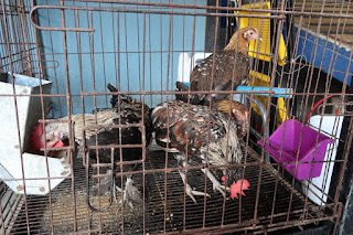 Small breed chickens for sale in Puriscal.