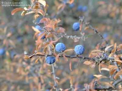 http://www.biodiversidadvirtual.org/herbarium/Prunus-spinosa-L.-img418986.html