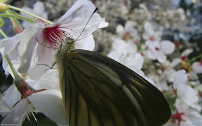 Butterflies | nature desktop wallpapers Images Photos