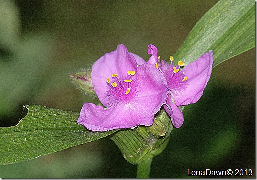 Tradescantia_Widows_Tears_Pink