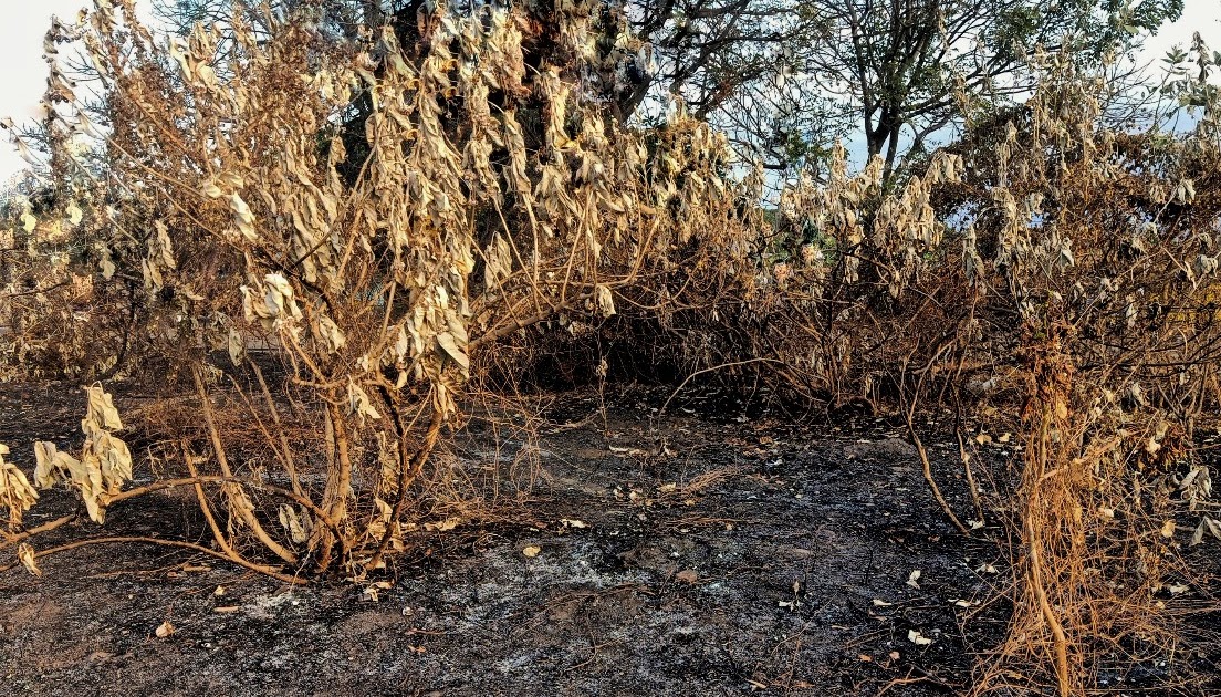 Kebakaran hutan penyumbang global warming
