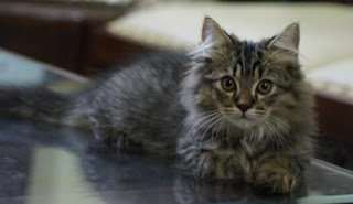 Jenis Kucing Persia Medium