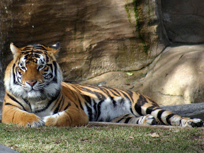 baby white tiger tattoos. tattoo Baby Tiger Cubs no3144 aby white tiger wallpaper. and aby tiger