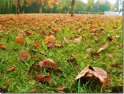 Il Parco