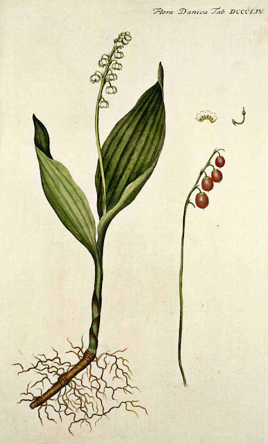 Ландыш майский (Convallaria majalis)
