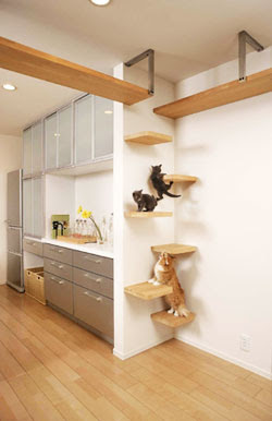 Cat-Friendly House Design (7) 2