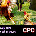 Xem Đá Gà Thomo CPC4 - 24/04/2024 – Trực Tiếp và Tổng Hợp