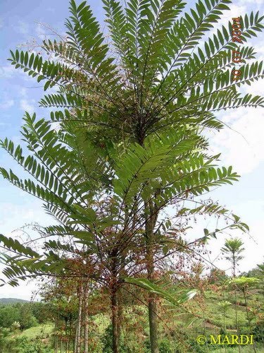 Tumbuhan Ubatan Popular Malaysia: Tongkat Ali