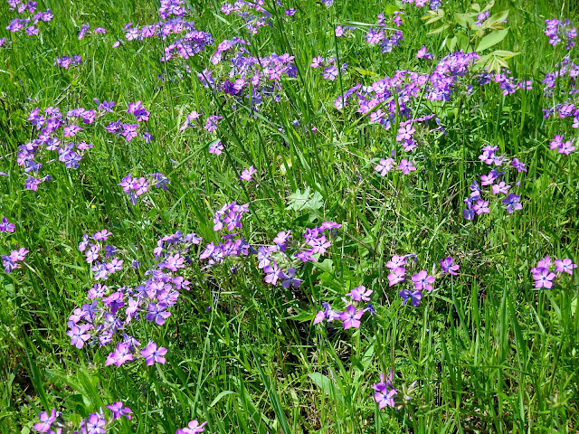 Wild Blue Phlox wildflowers at White Rock Lake, Dallas, Texas