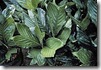 Chamaedorea metallica