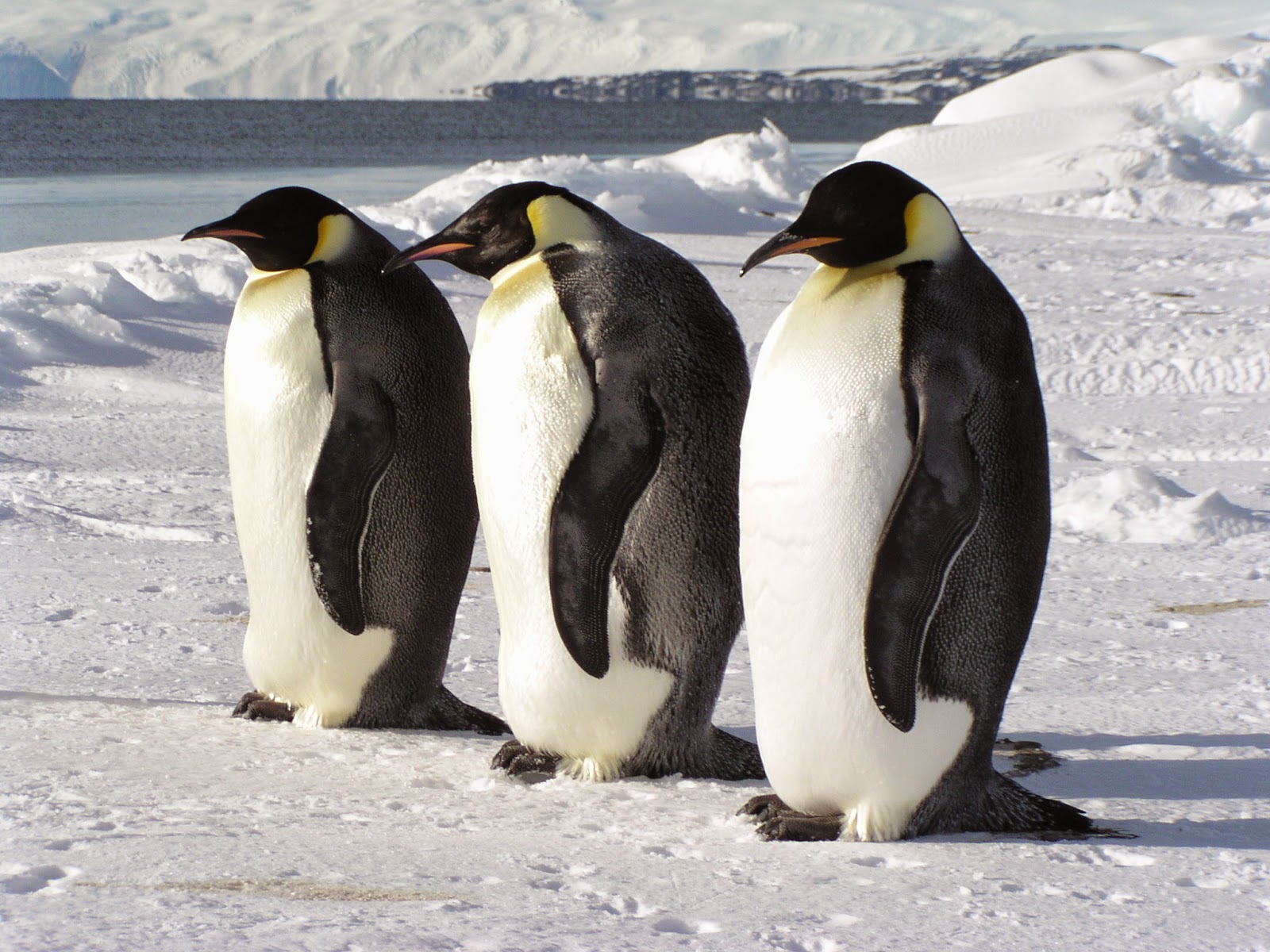 Fakta pinguin  Download SEO mudah