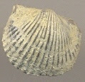 Unidentified Brachiopod