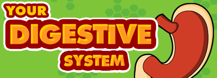 http://kidshealth.org/kid/htbw/digestive_system.html
