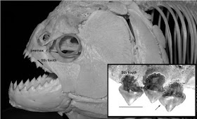 Mandíbula Megapiranha paranensis