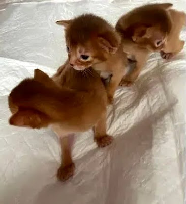 Abyssinian  kittens for sale in kuwait,cats and kittens for sale in kuwait,Abyssinian kitten breeders, kuwait cats and kittens,opensouq kittens in kuwait