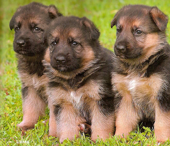 German Shepherd