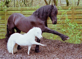 Funny animals of the week - 28 March 2014 (40 pics), horse and mini horse
