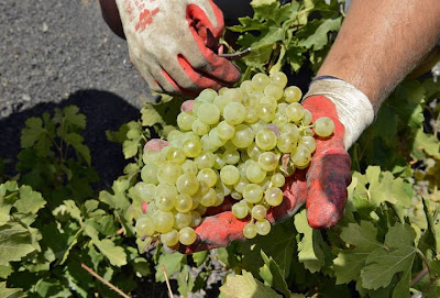 La vendimia arranca con la recogida de uva para elaborar vinos espumosos 