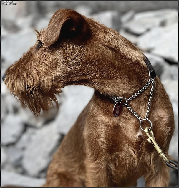 irish terrier