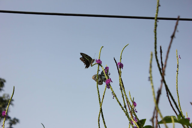 Things to do in Thane, Casual Abstractions, Butterfly, Wildlife Photography, Mumbai