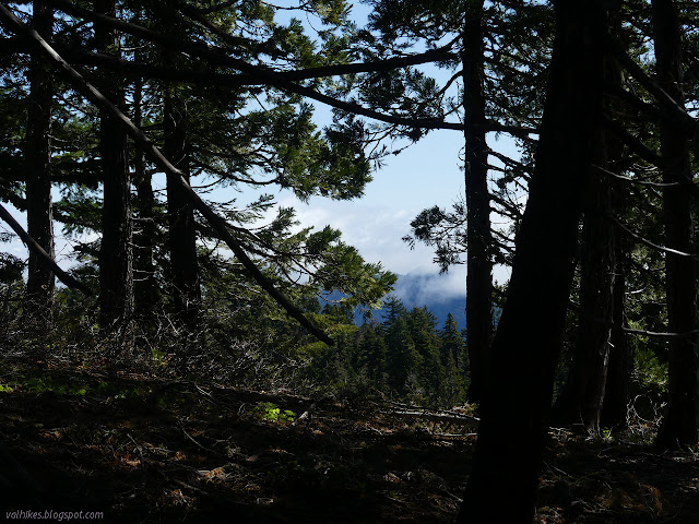 low clouds through the trees