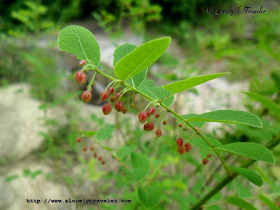 Black-honey shrub, Phyllanthus reticulatus