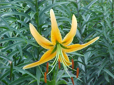 Лилия Росторна (Lilium rosthornii)