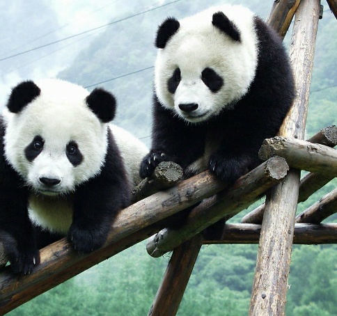  Gambar Panda  Imut Lucu Kumpulan Gambar 
