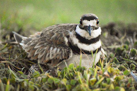 Killdeer is one of the dumbest animals in the world.