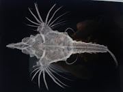 Fish Skeleton!