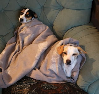 Puppies staying warm