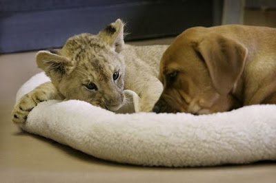 Baby Lion Wrestling with Puppy Seen On www.coolpicturegallery.us