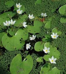 Camalotillo Nymphoides indica