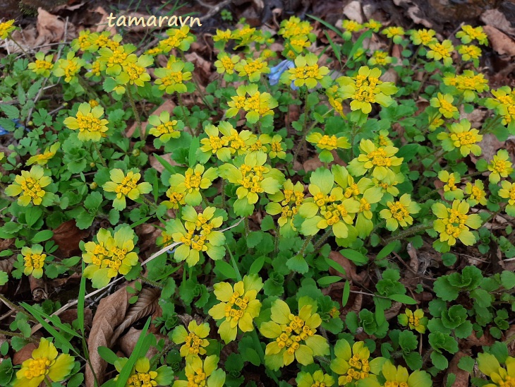 Селезёночник волосистый (Chrysosplenium pilosum)