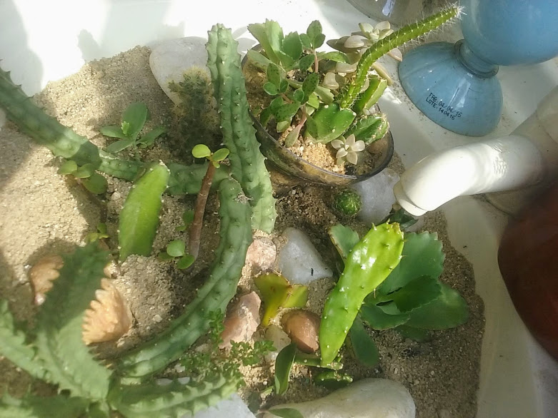 Pois bem, eis aqui, nesse arranjo de cactos e suculentas, um bom exemplo do uso da areia que, além de eliminar esses problemas, ainda cria um efeito decorativo muito bom.   Na terra também tem uma boa quantidade de areia aridez tem tudo haver com essas plantas, elas se sentem em casa!