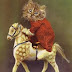 Láminas de gatitos