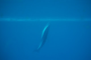 A dolphin from below the water