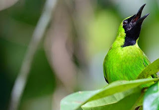 Mengenal Jenis Burung Cucak Hijau