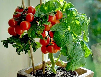 http://cara-tani.blogspot.com/2015/11/tips-cara-menanam-tomat-organik-dalam.html