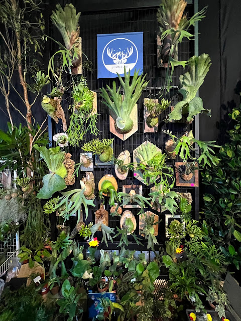 Staghorn Wall showcase