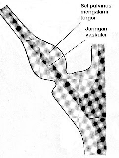 gambar 16.  Pulvinus pada saat tekanan turgor tinggi